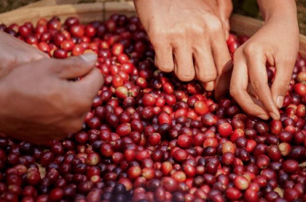 Il Caffè della Campania