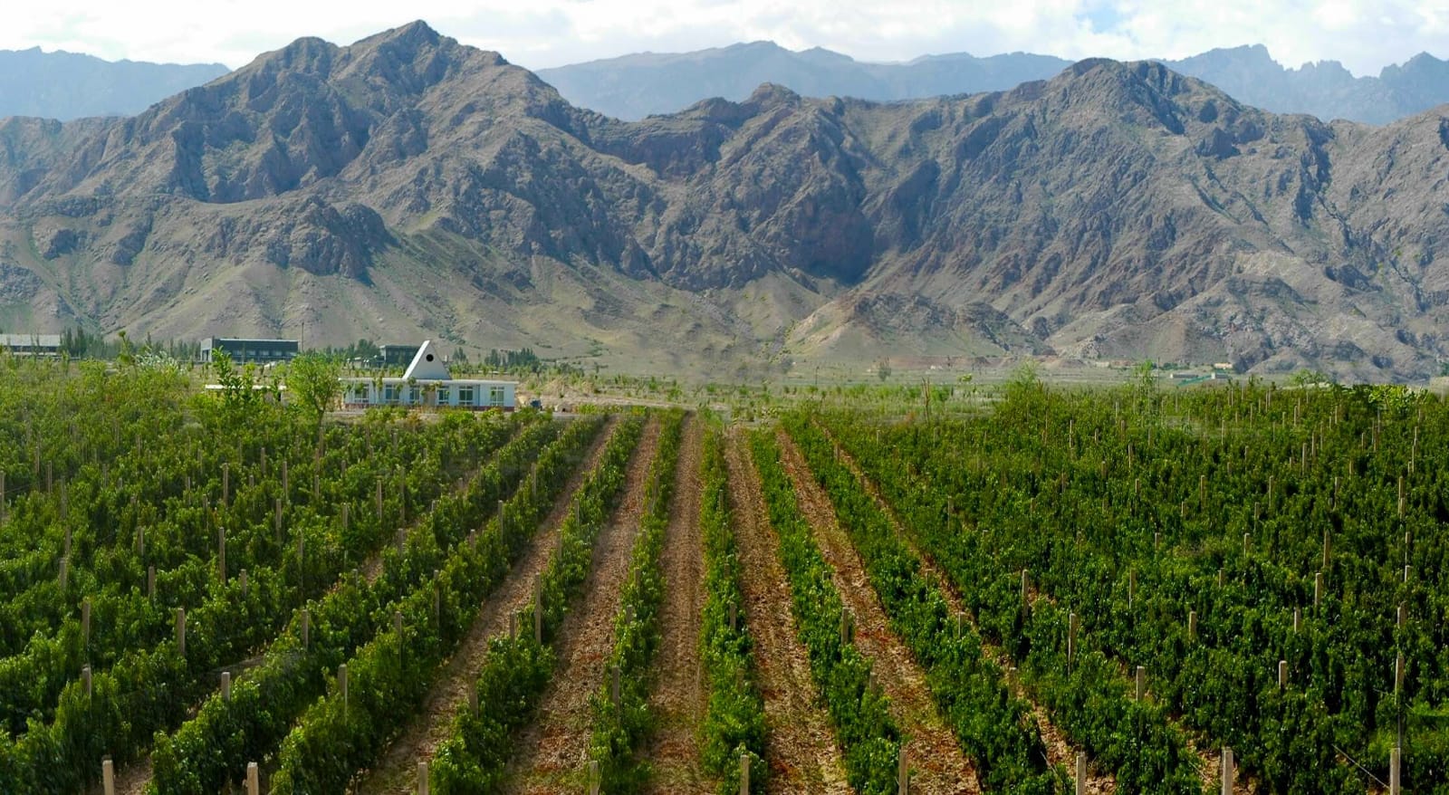 NINGXIA, CAPITALE MONDIALE DEL VINO NEL 2021