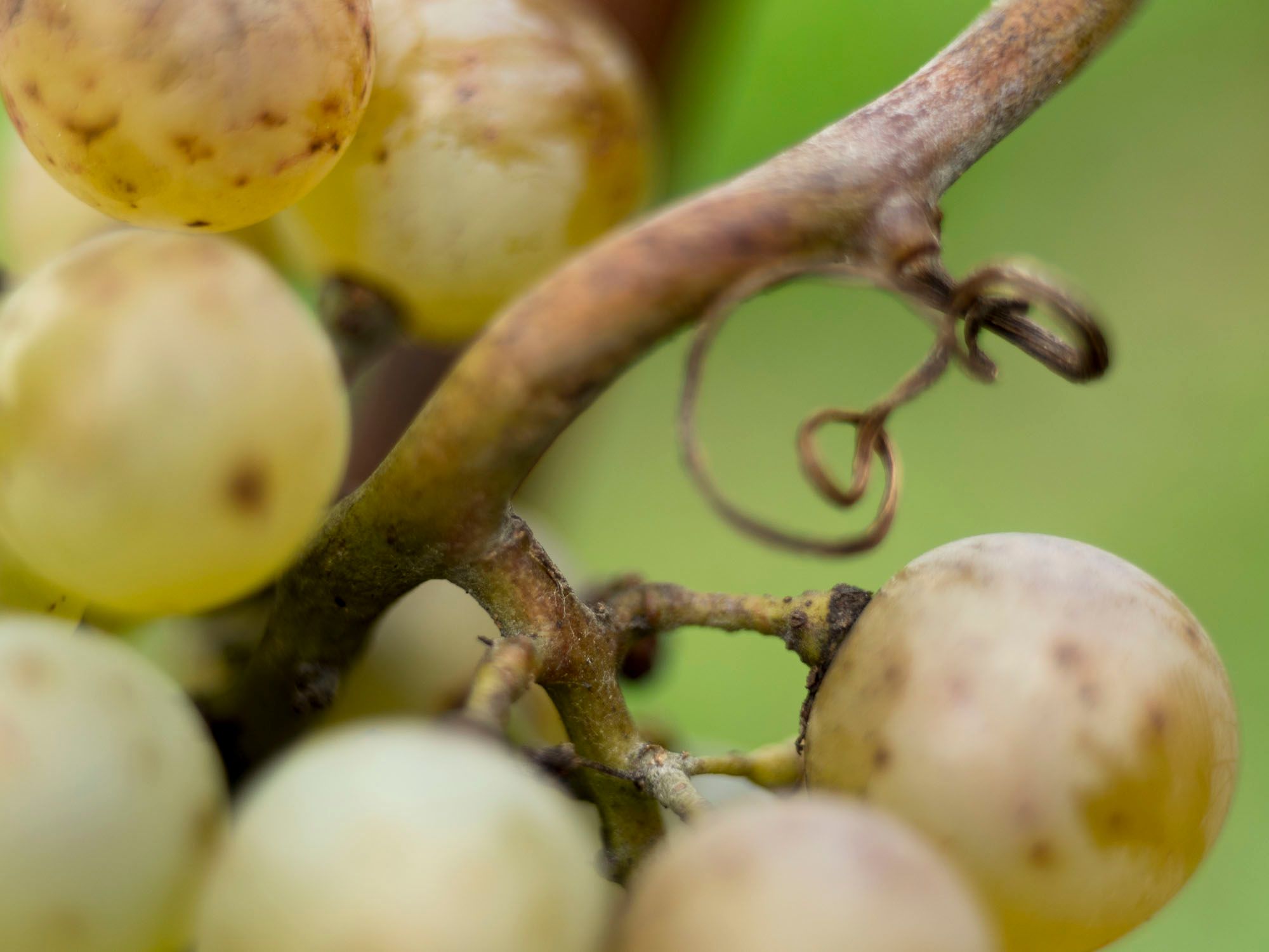 CEREALTO 2018: IL BIANCO RESISTENTE CHE NASCE A 700 METRI DI QUOTA.