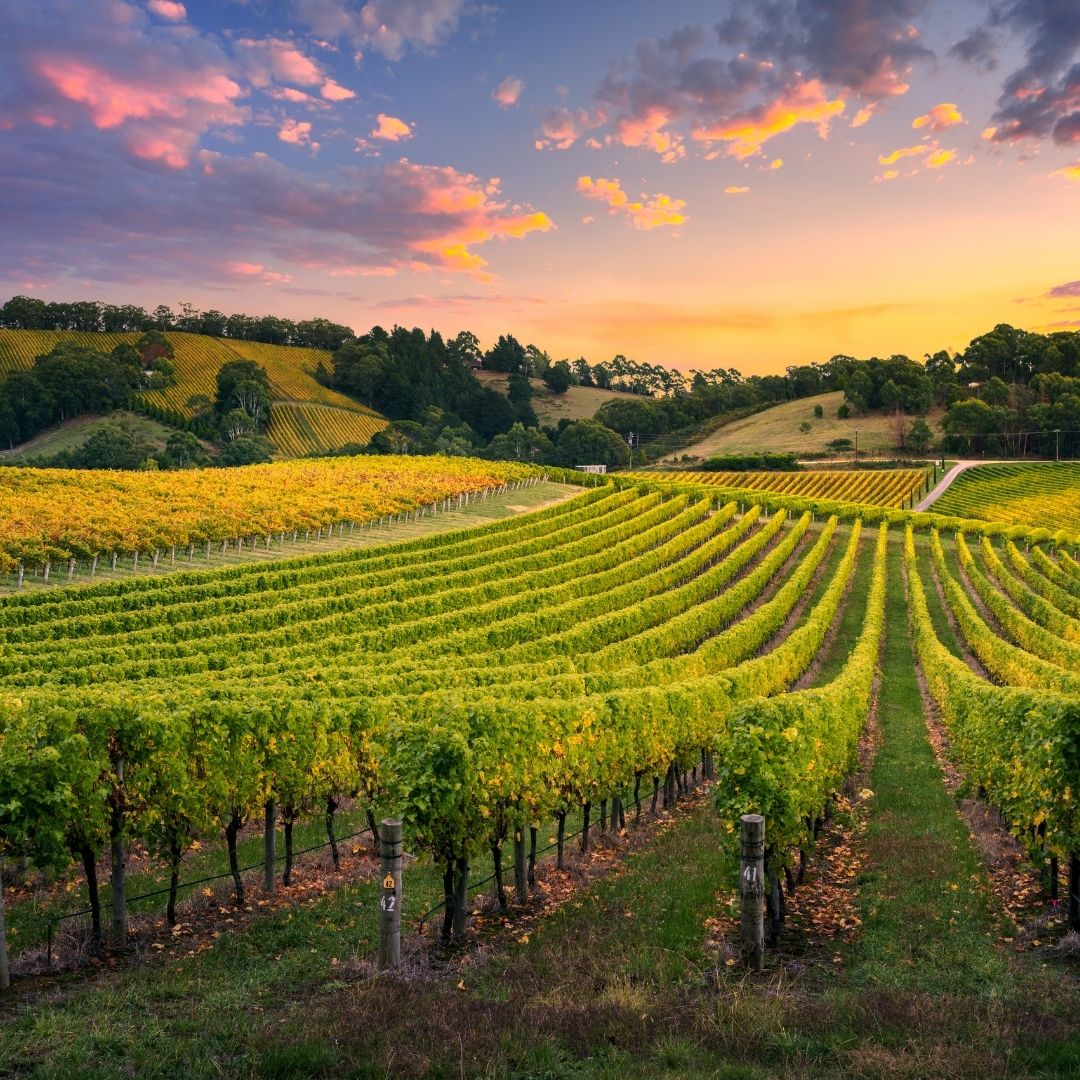 WINE CULTURE. Una indagine sui numeri del Vino del Tecnico Agrario di Caltanissetta