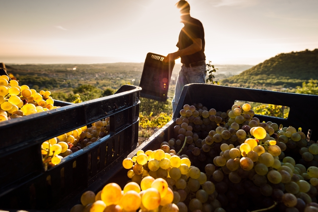 Uve sane e di qualità: al via la vendemmia 2022 in Sicilia.