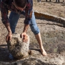 “Il vino in palmento. La storia dei vini antichi di Ardauli“. 