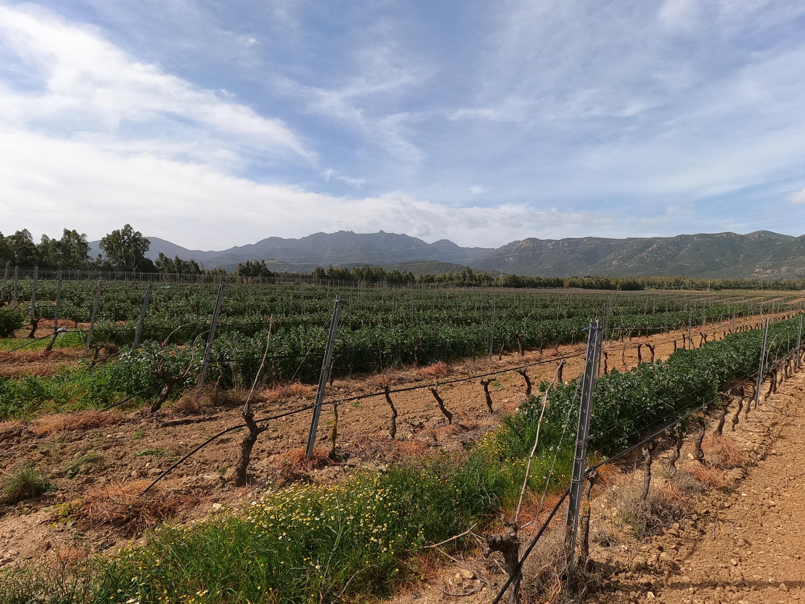 La Cantina di Castiadas e il futuro del vino nel Sarrabus.