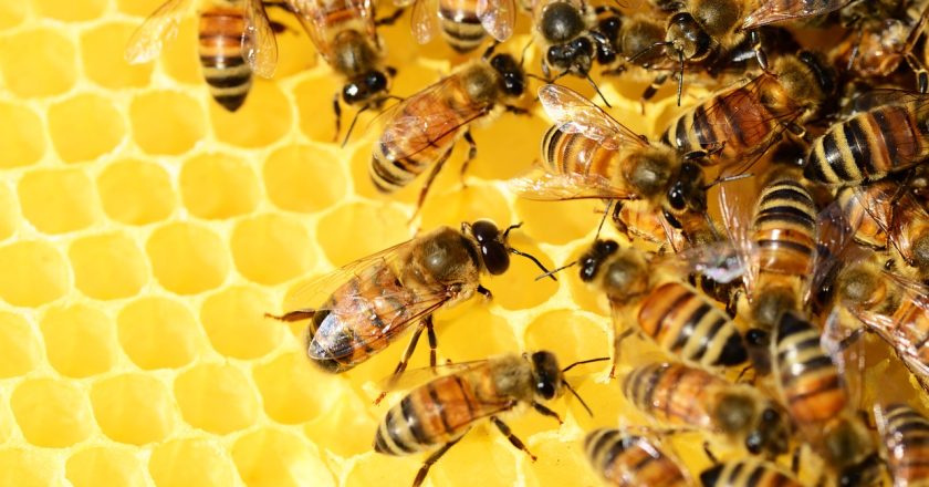 3Bee – “Adotta un Alveare” e Apicoltura Aperò. Di Fulvio Falbo