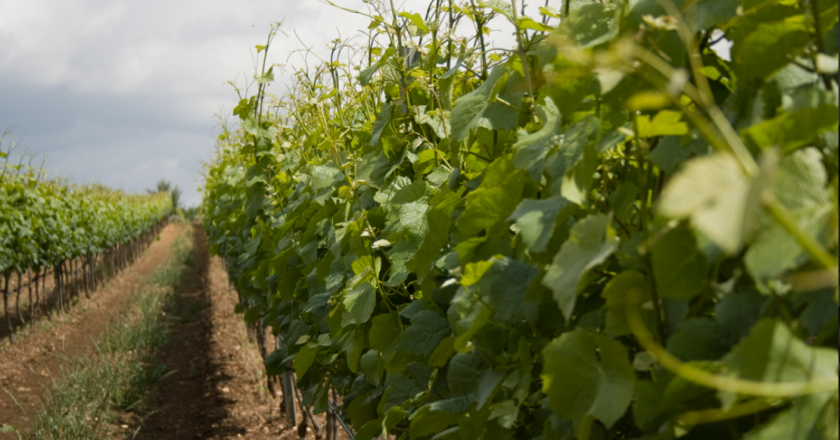 Vini di qualità dalla Puglia