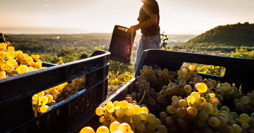 In Sicilia, al via la vendemmia 2024: uve integre e sane per un’annata di qualità.