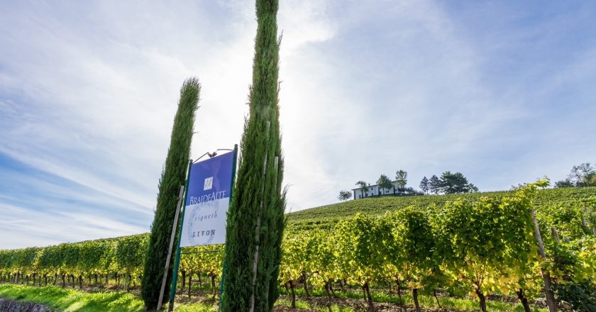 Azienda Agricola LIVON: parte la 60° Vendemmia del Collio.