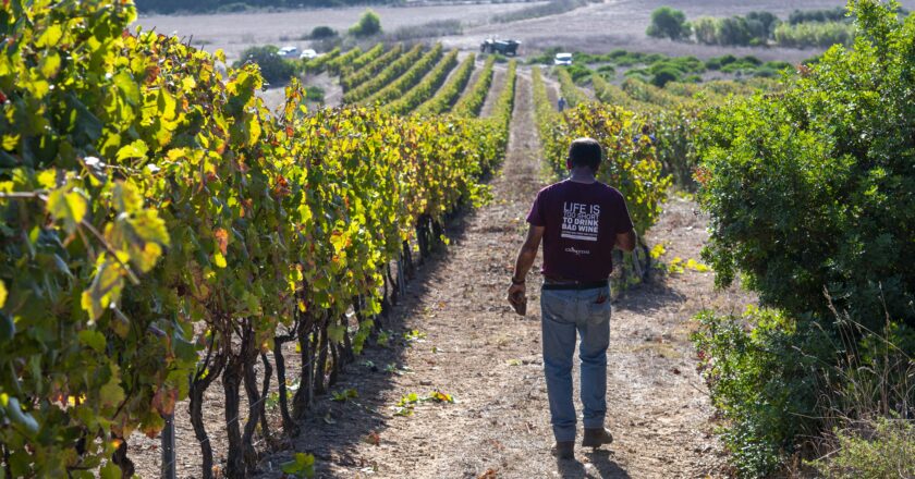CONTINI 1898: AL VIA LA 127ª VENDEMMIA, ATTESE ELEVATE PER QUALITÀ E QUANTITÀ