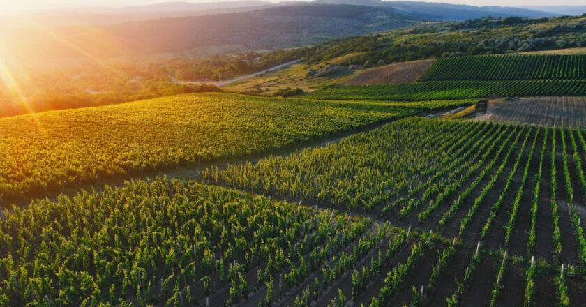 Dal patrimonio alla scena internazionale: la rivoluzione silenziosa del vino moldavo.
