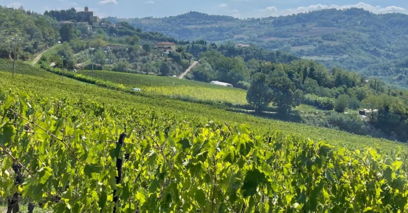 Un’azienda vinicola giovane con radici solide in Romagna