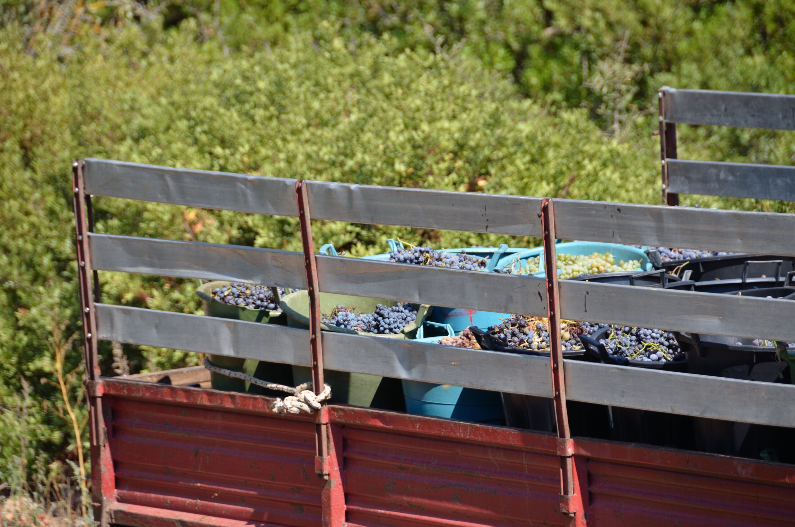 Vigneti eroici, a Meana Sardo una sfida ai limiti geografici e ambientali