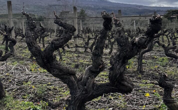 Casa Grazia: la “sfida” Etna- A Passopisciaro, sul versante nord dell’Etna