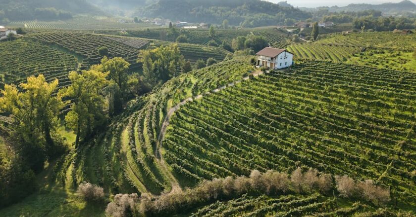 GESTIONE DIRETTA DEI VIGNETI: CANTINA PRODUTTORI DI VALDOBBIADENE A FIANCO DEI SOCI PER IL FUTURO DELLE ECCELLENZE NELL’ALTA MARCA